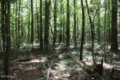 00 Pinola Braxton Rd, Braxton, MS 39044 photo 17