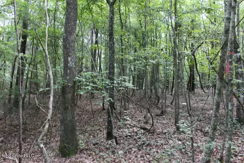 00 Pinola Braxton Rd, Braxton, MS 39044 photo 22
