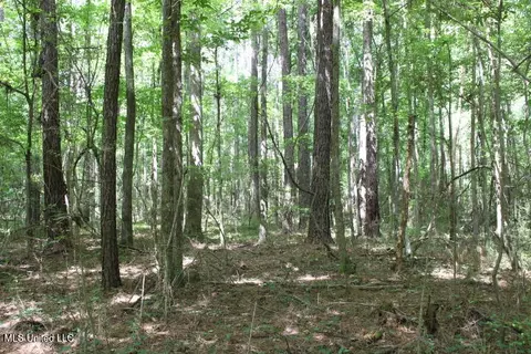 00 Pinola Braxton Rd, Braxton, MS 39044 photo 19