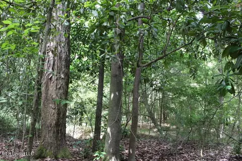 00 Pinola Braxton Rd, Braxton, MS 39044 photo 4