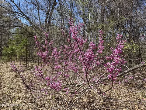 Ms-35, Charleston, MS 38921 photo 83