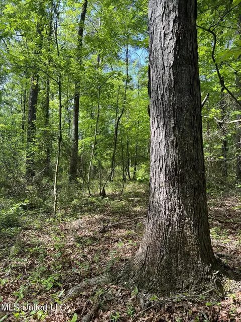 Hwy 49, D'lo, MS 39062 photo 9