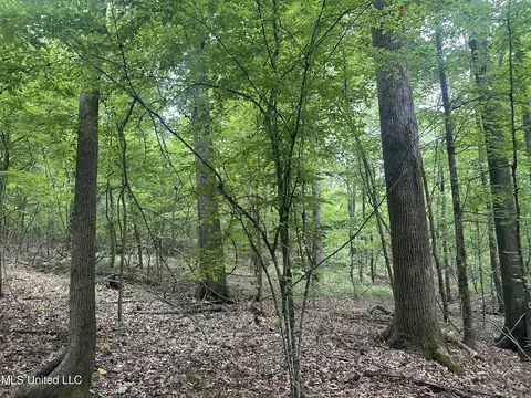 Gessler Rd, Benton, MS 39039 photo 6