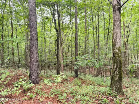 tbd Pepper Town Rd, Eupora, MS 39744 photo 3