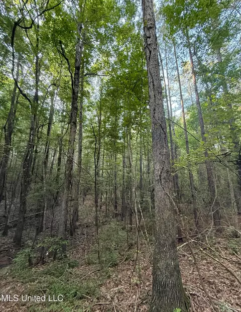 40 Acres Hwy 35, Mount Olive, MS 39119 photo 2