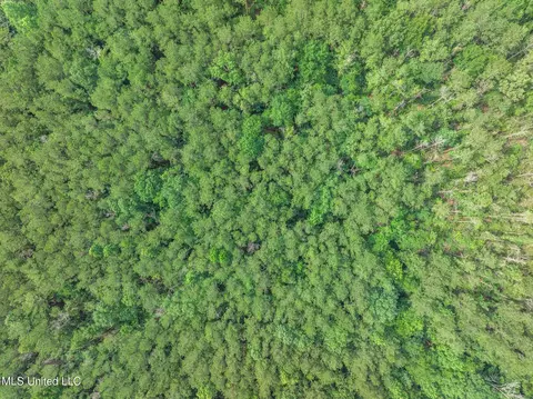 40 Acres Hwy 35, Mount Olive, MS 39119 photo 22