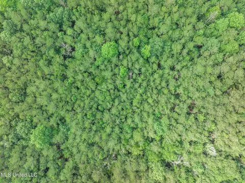 40 Acres Hwy 35, Mount Olive, MS 39119 photo 20