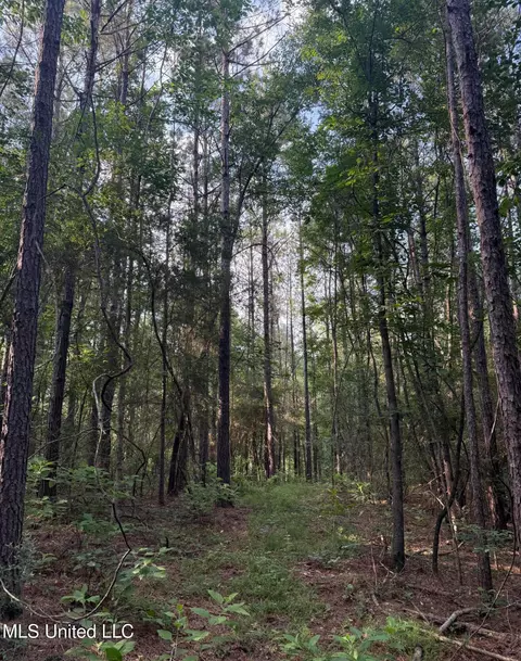 40 Acres Hwy 35, Mount Olive, MS 39119 photo 6