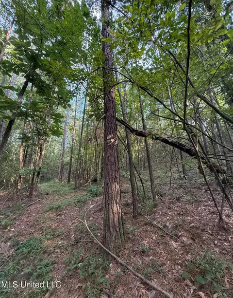 40 Acres Hwy 35, Mount Olive, MS 39119 photo 9