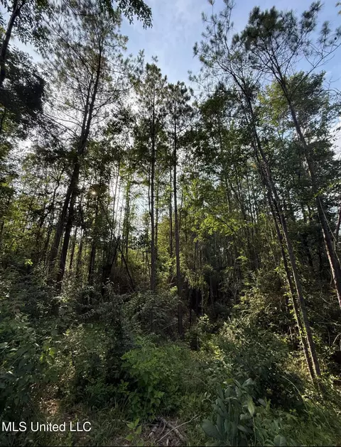 40 Acres Hwy 35, Mount Olive, MS 39119 photo 12