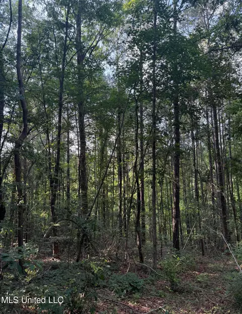 40 Acres Hwy 35, Mount Olive, MS 39119 photo 5
