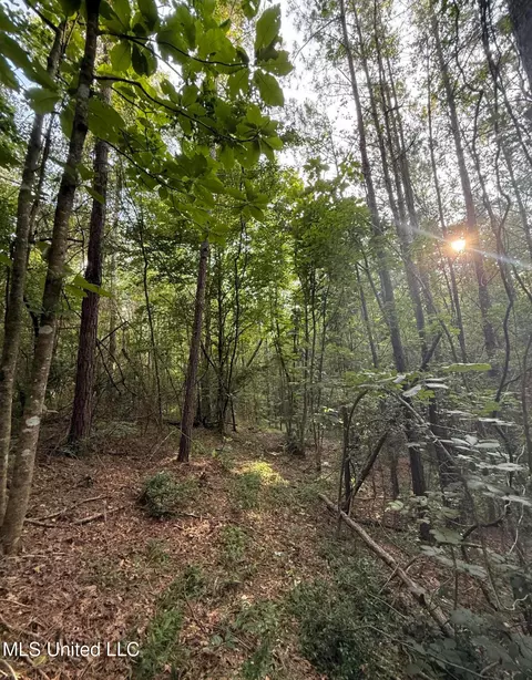 40 Acres Hwy 35, Mount Olive, MS 39119 photo 7