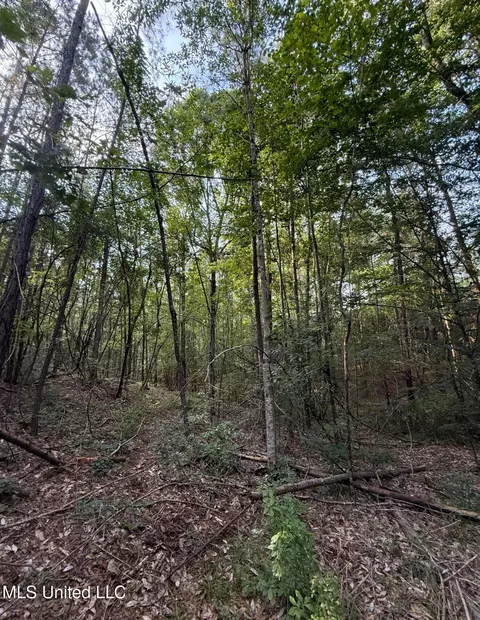 40 Acres Hwy 35, Mount Olive, MS 39119 photo 11