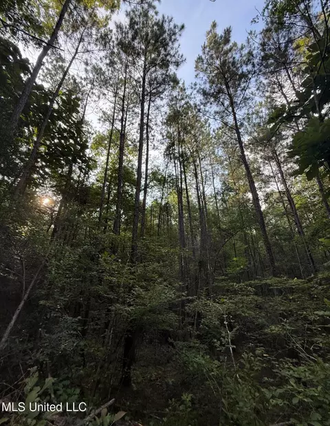 40 Acres Hwy 35, Mount Olive, MS 39119 photo 8