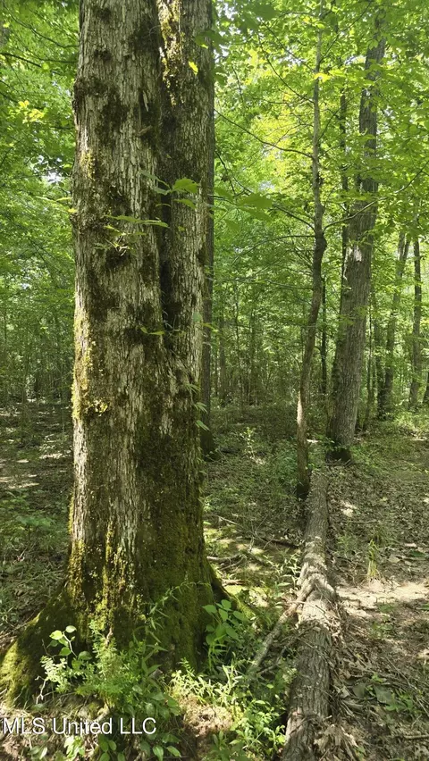 No Ms-407, Kilmichael, MS 39747 photo 28