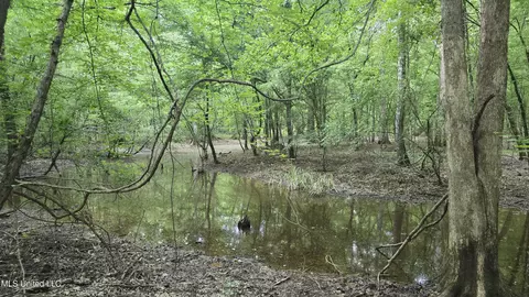 No Ms-407, Kilmichael, MS 39747 photo 6