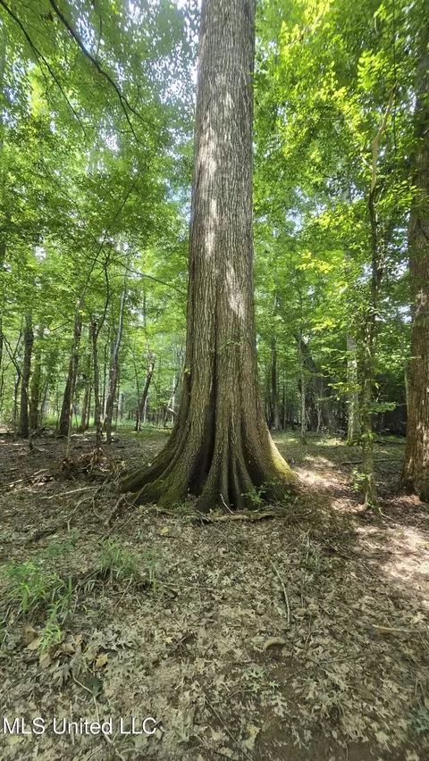 No Ms-407, Kilmichael, MS 39747 photo 14