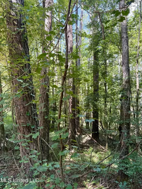 0 Broome Rd, Wesson, MS 39191 photo 4