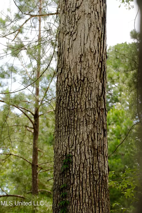Danielle Cove, Brandon, MS 39042 photo 17