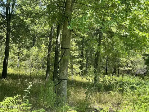 Hwy 442, Schlater, MS 38952 photo 11