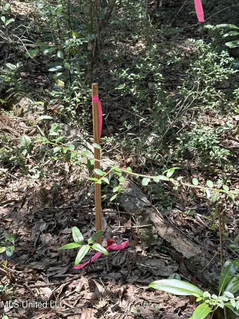 Basin Central Road, Lucedale, MS 39452 photo 5