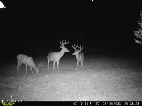 00019 Windermere Blvd, Madison, MS 39110 photo 10