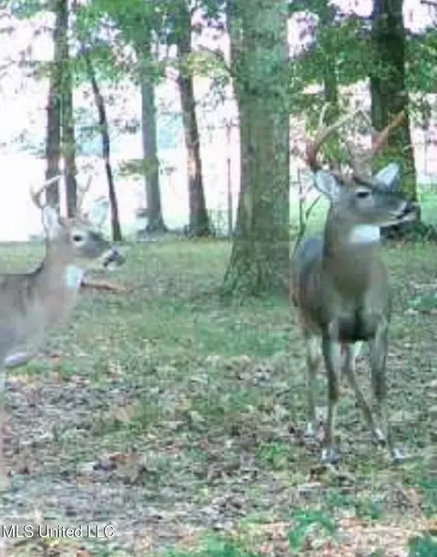 Other - 2917 Black Jack Rd, Vaughan, MS 39179 photo 42 of 47