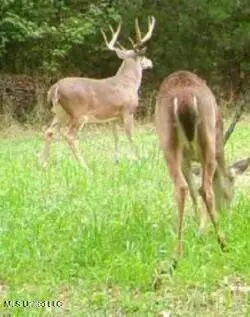 Other - 2917 Black Jack Rd, Vaughan, MS 39179 photo 40 of 47