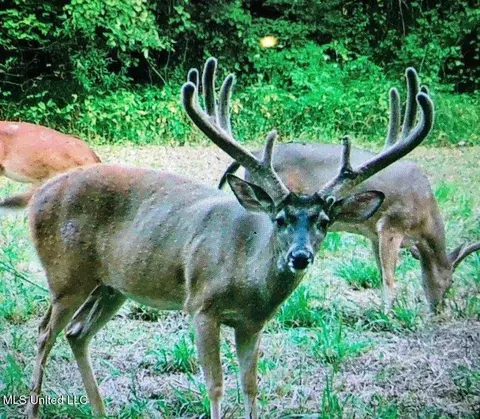 0001 Coxs Ferry Rd, Bolton, MS 39041