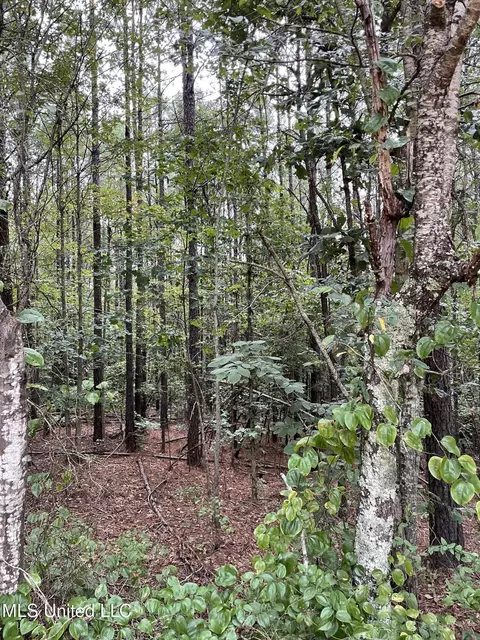 1501 Mooney Rd, Carthage, MS 39051 photo 11