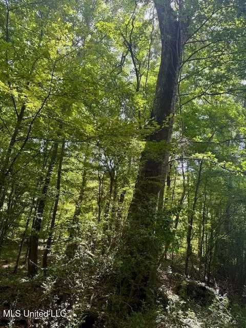 Darrington Road, Crosby, MS 39633 photo 3