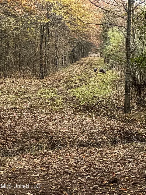 Other - 101 Tyler Ln, Sledge, MS 38670 photo 25 of 39