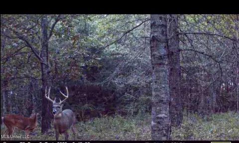 Other - 101 Tyler Ln, Sledge, MS 38670 photo 22 of 39