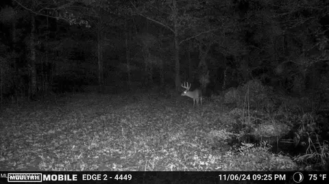 Other - 101 Tyler Ln, Sledge, MS 38670 photo 38 of 39