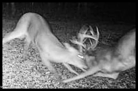 27 8, Marks, MS 38646 photo 21