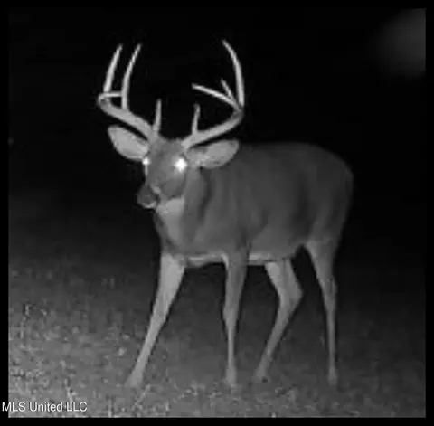 27 8, Marks, MS 38646 photo 22