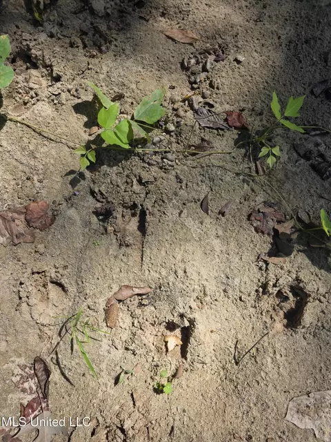 Tate Road, Natchez, MS 39120 photo 26