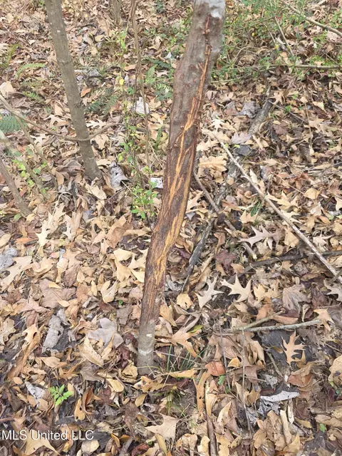 Tate Road, Natchez, MS 39120 photo 82