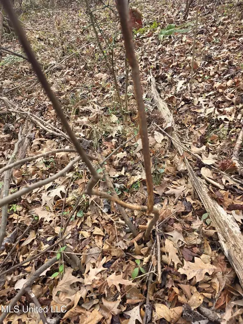 Tate Road, Natchez, MS 39120 photo 81