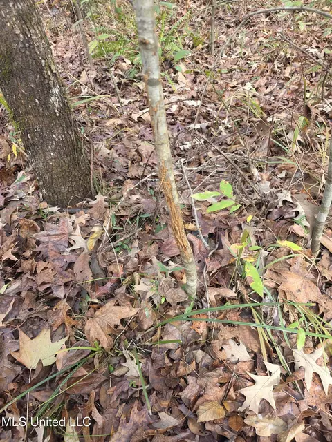 Tate Road, Natchez, MS 39120 photo 2