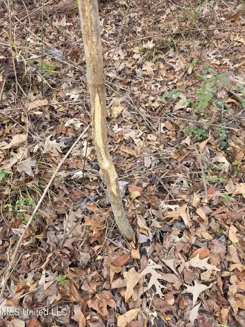 Tate Road, Natchez, MS 39120 photo 75