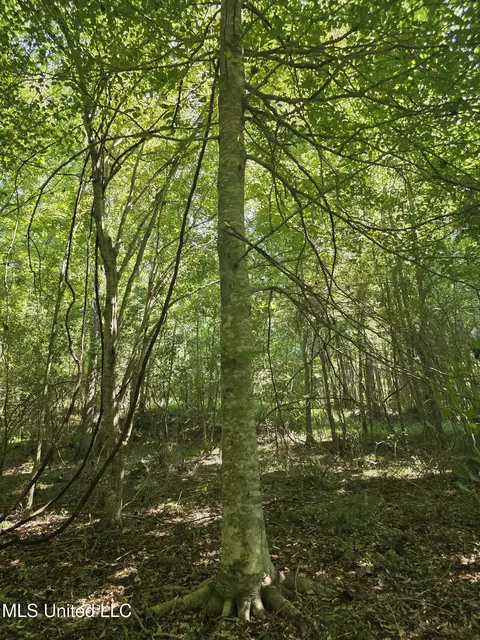 Tate Road, Natchez, MS 39120 photo 40