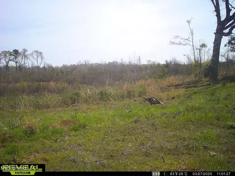 Abernathy Road, Flora, MS 39071 photo 10