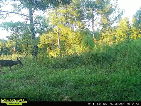 Abernathy Road, Flora, MS 39071 photo 15