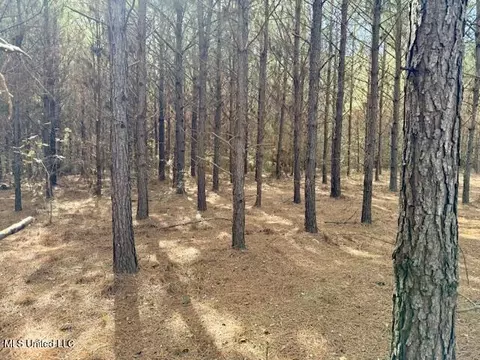 Tynes Road, Sandy Hook, MS 39478 photo 28