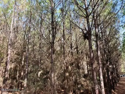 Tynes Road, Sandy Hook, MS 39478 photo 17