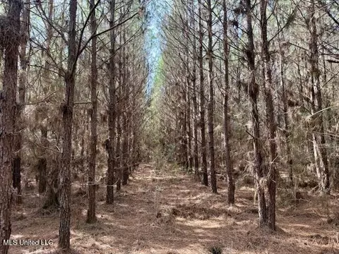 Tynes Road, Sandy Hook, MS 39478 photo 21