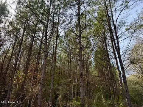Tynes Road, Sandy Hook, MS 39478 photo 23