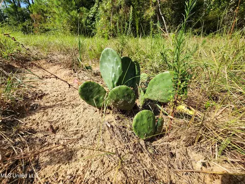 Krotzer Road, Sardis, MS 38666 photo 7
