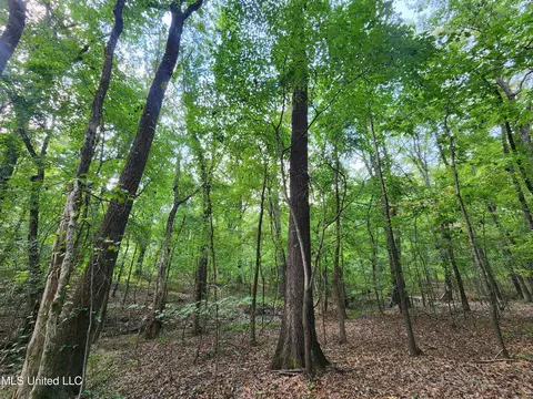 Walhill Road, Coldwater, MS 38618 photo 11